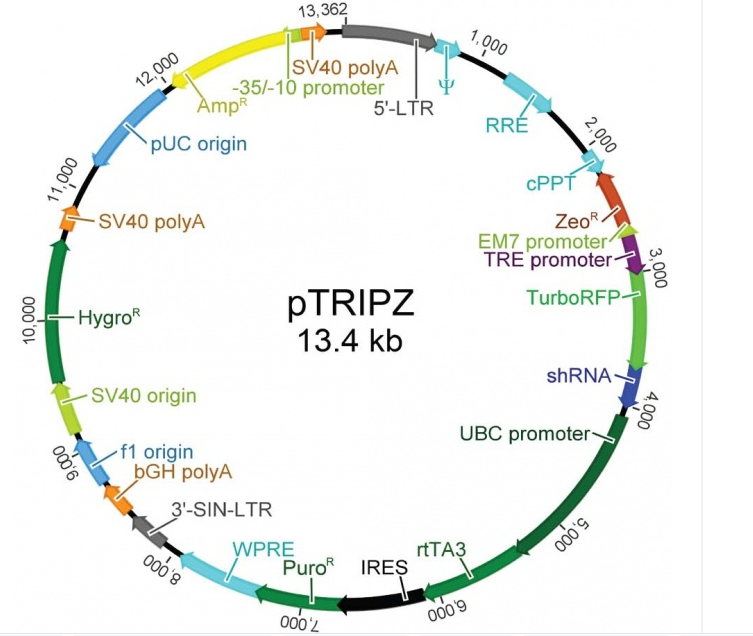 pTRIPZ empty载体图谱